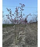 Rosa Stern-Magnolie 'Leonard Messel' - Mehrstämmig | Magnolia loebneri 'Leonard Messel'