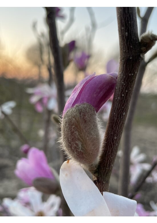 Rosa Stern-Magnolie 'Leonard Messel' - Mehrstämmig | Magnolia loebneri 'Leonard Messel'