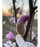 Rosa Stern-Magnolie 'Leonard Messel' - Mehrstämmig | Magnolia loebneri 'Leonard Messel'