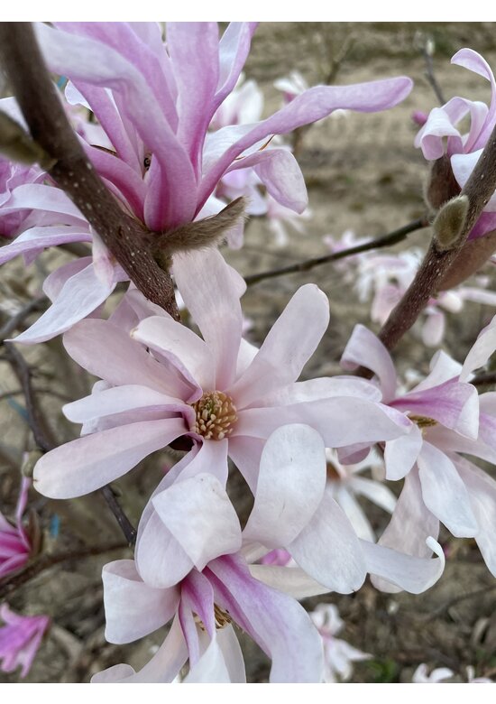Rosa Stern-Magnolie 'Leonard Messel' - Mehrstämmig | Magnolia loebneri 'Leonard Messel'