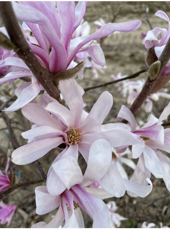 Rosa Stern-Magnolie 'Leonard Messel' - Mehrstämmig | Magnolia loebneri 'Leonard Messel' Rosa Stern-Magnolie 'Leonard Messel' - Mehrstämmig | Magnolia loebneri 'Leonard Messel'