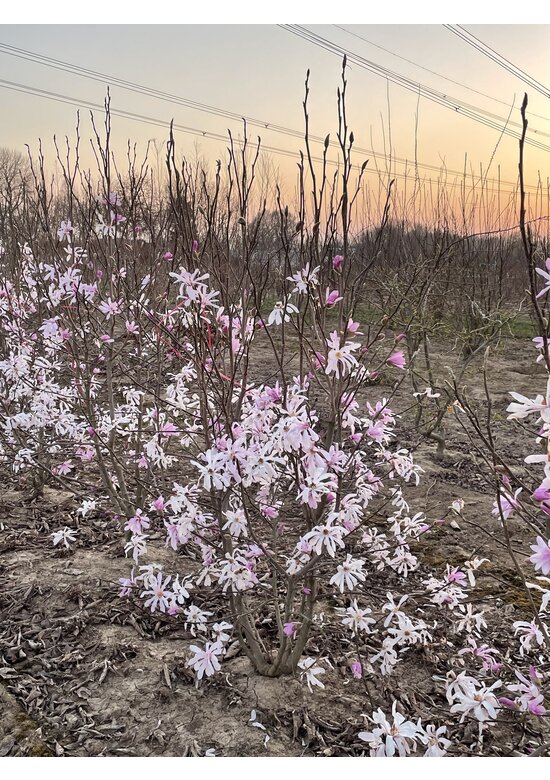 Rosa Stern-Magnolie 'Leonard Messel' - Mehrstämmig | Magnolia loebneri 'Leonard Messel'