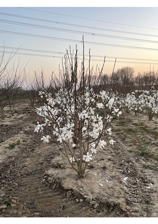 Magnolie 'Merrill' - Mehrstämmig | Magnolia loebneri 'Merrill'