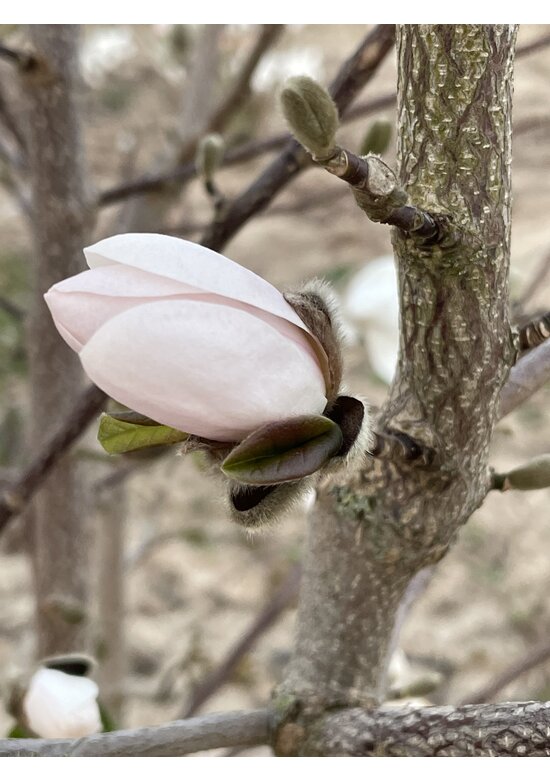 Magnolie 'Merrill' - Mehrstämmig | Magnolia loebneri 'Merrill'