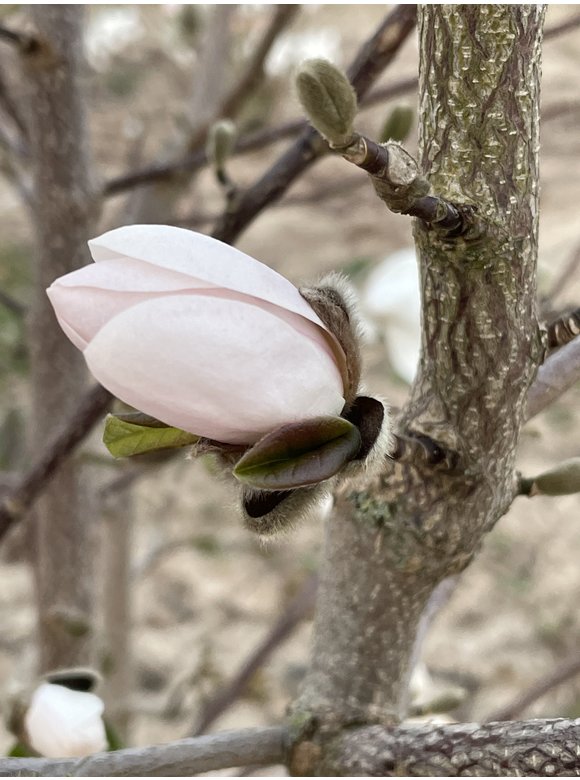 Magnolie 'Merrill' - Mehrstämmig | Magnolia loebneri 'Merrill' Magnolie 'Merrill' - Mehrstämmig | Magnolia loebneri 'Merrill'