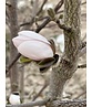 Magnolie 'Merrill' - Mehrstämmig | Magnolia loebneri 'Merrill'