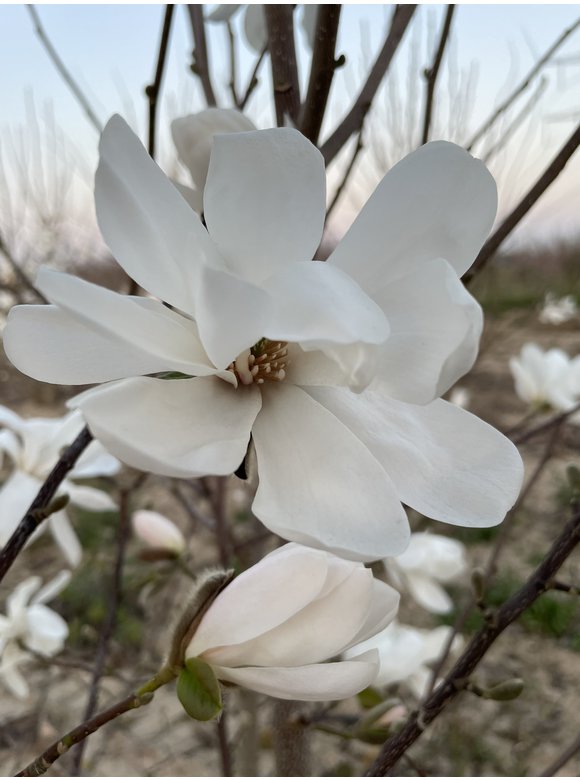 Magnolie 'Merrill' - Mehrstämmig | Magnolia loebneri 'Merrill' Magnolie 'Merrill' - Mehrstämmig | Magnolia loebneri 'Merrill'