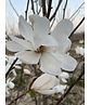 Magnolie 'Merrill' - Mehrstämmig | Magnolia loebneri 'Merrill'