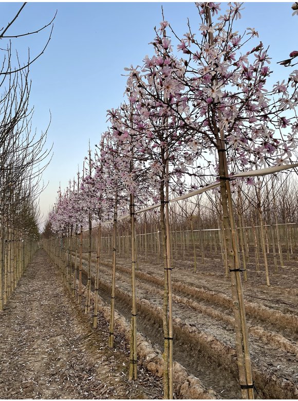 Magnolie 'Merrill' | Magnolia loebneri 'Merrill' Magnolie 'Merrill' | Magnolia loebneri 'Merrill'