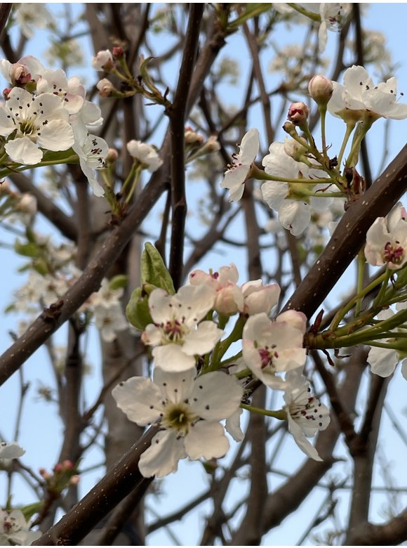 Stadtbirne 'Chanticleer' | Pyrus calleryana 'Chanticleer' Stadtbirne 'Chanticleer' | Pyrus calleryana 'Chanticleer'