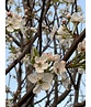 Stadtbirne 'Chanticleer' | Pyrus calleryana 'Chanticleer'