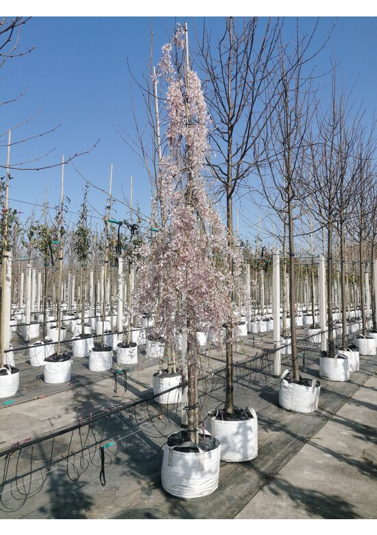 Hängende Frühlingskirsche 'Pendula' | Prunus subhirtella 'Pendula'