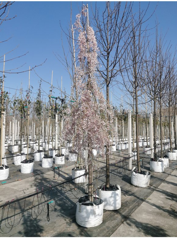 Hängende Frühlingskirsche 'Pendula' | Prunus subhirtella 'Pendula' Hängende Frühlingskirsche 'Pendula' | Prunus subhirtella 'Pendula'