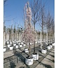 Hängende Frühlingskirsche 'Pendula' | Prunus subhirtella 'Pendula'
