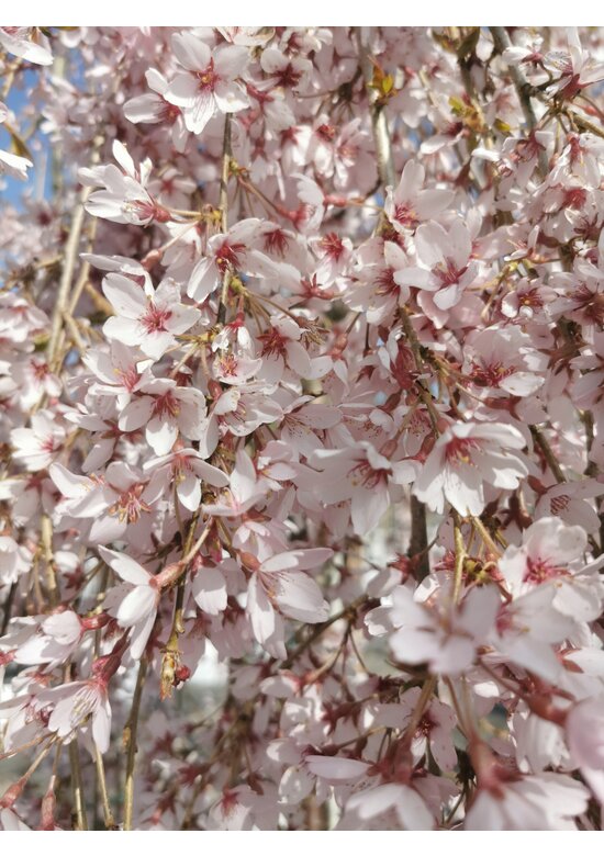 Hängende Frühlingskirsche 'Pendula' | Prunus subhirtella 'Pendula'