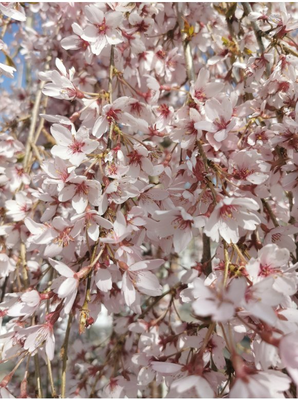 Hängende Frühlingskirsche 'Pendula' | Prunus subhirtella 'Pendula' Hängende Frühlingskirsche 'Pendula' | Prunus subhirtella 'Pendula'