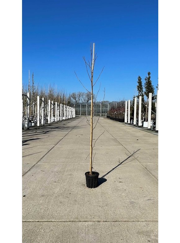 Kleiner Amberbaum | Liquidambar styraciflua Kleiner Amberbaum | Liquidambar styraciflua