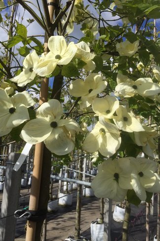 Amerikanischer Blumen-Hartriegel 'Eddie's White Wonder' | Cornus 'Eddie's White Wonder' Amerikanischer Blumen-Hartriegel 'Eddie's White Wonder' | Cornus 'Eddie's White Wonder'