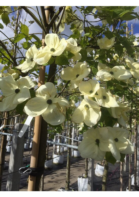 Amerikanischer Blumen-Hartriegel 'Eddie's White Wonder' | Cornus 'Eddie's White Wonder' Amerikanischer Blumen-Hartriegel 'Eddie's White Wonder' | Cornus 'Eddie's White Wonder'