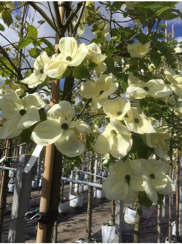 Amerikanischer Blumen-Hartriegel 'Eddie's White Wonder' | Cornus 'Eddie's White Wonder' Amerikanischer Blumen-Hartriegel 'Eddie's White Wonder' | Cornus 'Eddie's White Wonder'