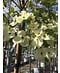Venovi GmbH Amerikanischer Blumen-Hartriegel 'Eddie's White Wonder' | Cornus 'Eddie's White Wonder'