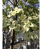 Amerikanischer Blumen-Hartriegel 'Eddie's White Wonder' | Cornus 'Eddie's White Wonder'