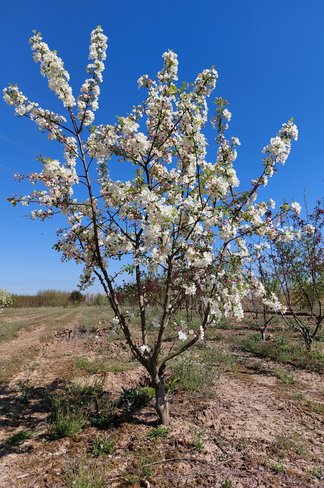 Zierapfel 'Evereste' - Mehrstämmig | Malus 'Evereste' Zierapfel 'Evereste' - Mehrstämmig | Malus 'Evereste'