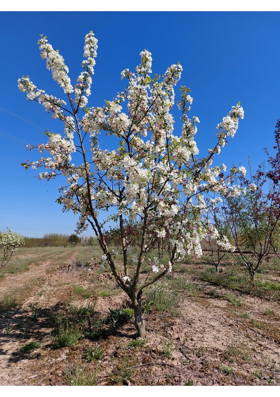 Zierapfel 'Evereste' - Mehrstämmig | Malus 'Evereste'