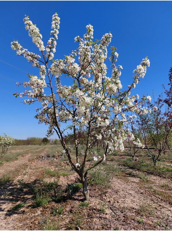 Zierapfel 'Evereste' - Mehrstämmig | Malus 'Evereste' Zierapfel 'Evereste' - Mehrstämmig | Malus 'Evereste'
