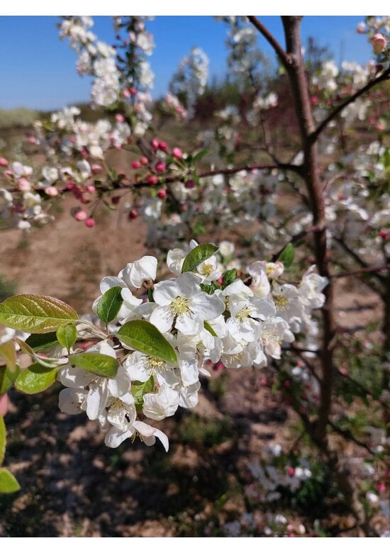 Zierapfel 'Evereste' - Mehrstämmig | Malus 'Evereste'
