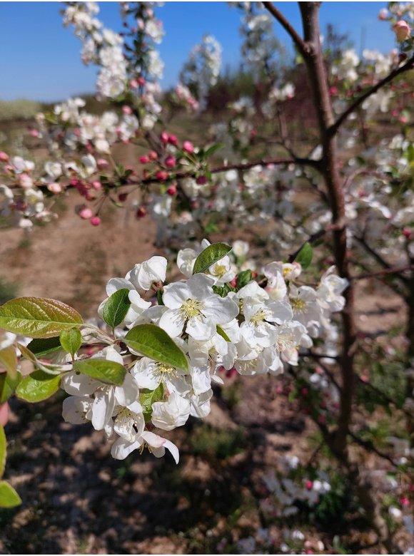 Zierapfel 'Evereste' - Mehrstämmig | Malus 'Evereste' Zierapfel 'Evereste' - Mehrstämmig | Malus 'Evereste'