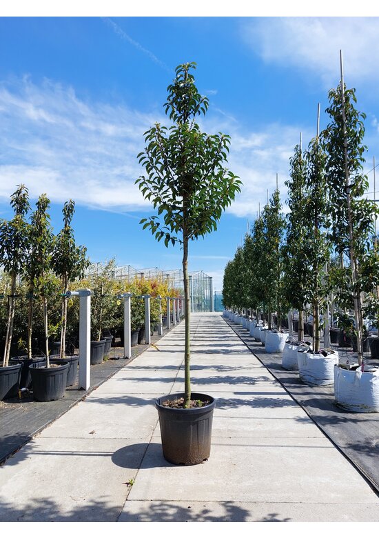 Portugiesischer Kirschlorbeer hochstamm | Prunus lusitanica