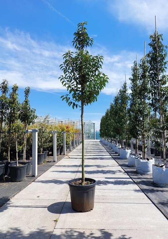 Portugiesische Lorbeerbaum Angustifolia | 3 J. Garantie - Venovi