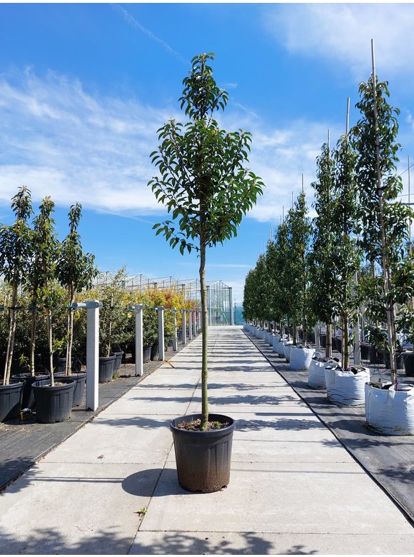 Portugiesische Lorbeerbaum | Prunus lusitanica 'Angustifolia' Portugiesische Lorbeerbaum | Prunus lusitanica 'Angustifolia'
