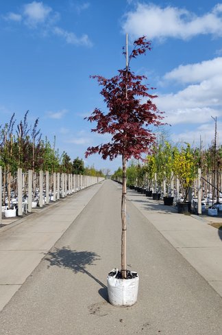 Roter Fächer-Ahorn | Acer palmatum 'Atropurpureum'