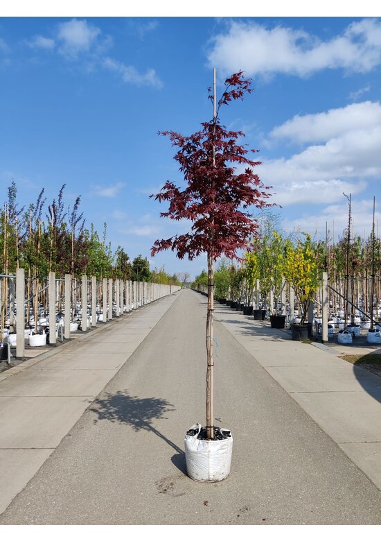 Roter Fächer-Ahorn | Acer palmatum 'Atropurpureum' Roter Fächer-Ahorn | Acer palmatum 'Atropurpureum'
