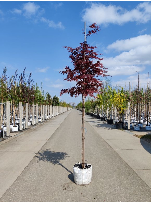 Roter Fächer-Ahorn | Acer palmatum 'Atropurpureum' Roter Fächer-Ahorn | Acer palmatum 'Atropurpureum'