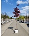 Roter Fächer-Ahorn 'Atropurpureum' | Acer palmatum 'Atropurpureum'