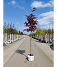 Roter Fächer-Ahorn | Acer palmatum 'Atropurpureum' Roter Fächer-Ahorn | Acer palmatum 'Atropurpureum'
