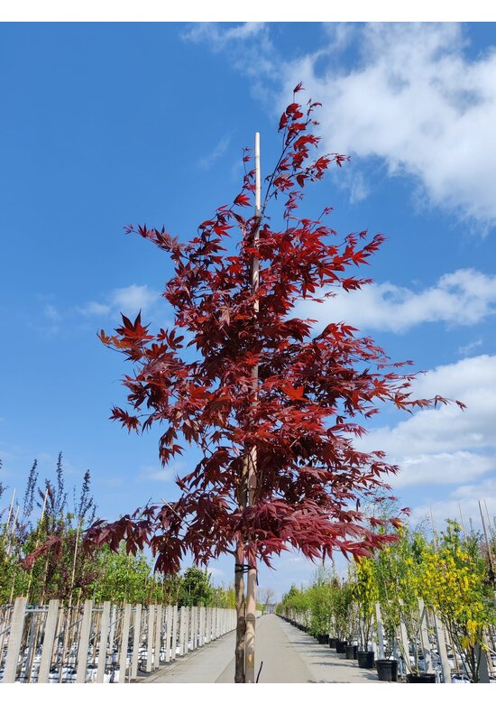 Roter Fächer-Ahorn | Acer palmatum 'Atropurpureum' Roter Fächer-Ahorn | Acer palmatum 'Atropurpureum'