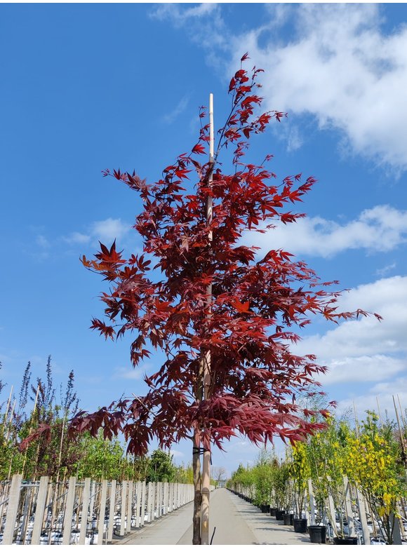 Roter Fächer-Ahorn | Acer palmatum 'Atropurpureum' Roter Fächer-Ahorn | Acer palmatum 'Atropurpureum'