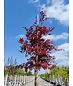 Roter Fächer-Ahorn | Acer palmatum 'Atropurpureum' Roter Fächer-Ahorn | Acer palmatum 'Atropurpureum'