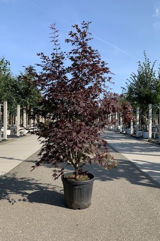 Roter Fächer-Ahorn - Mehrstämmig | Acer palmatum 'Atropurpureum' Roter Fächer-Ahorn - Mehrstämmig | Acer palmatum 'Atropurpureum'