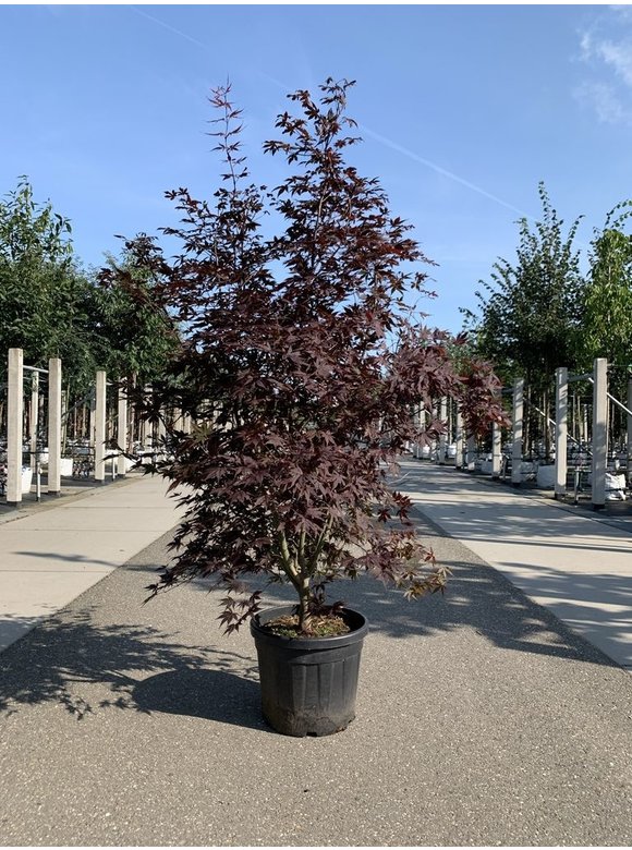 Roter Fächer-Ahorn - Mehrstämmig | Acer palmatum 'Atropurpureum' Roter Fächer-Ahorn - Mehrstämmig | Acer palmatum 'Atropurpureum'