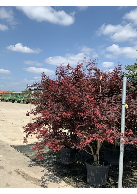 Roter Fächer-Ahorn - Mehrstämmig | Acer palmatum 'Atropurpureum'