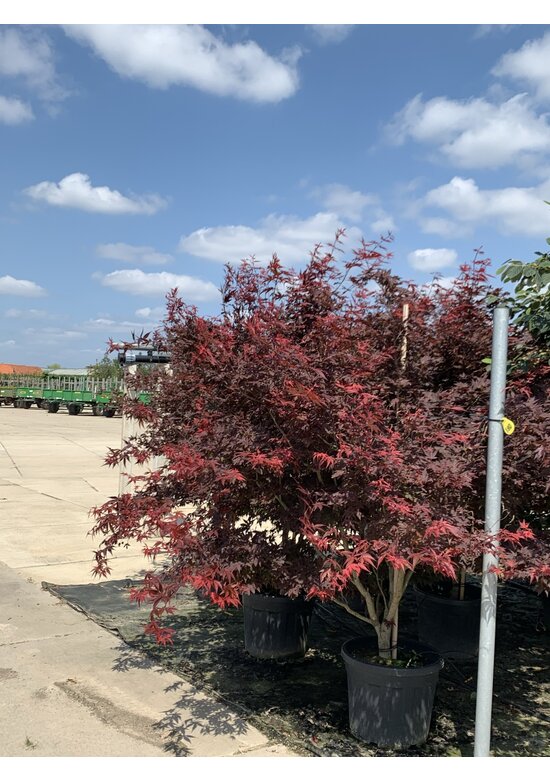 Roter Fächer-Ahorn - Mehrstämmig | Acer palmatum 'Atropurpureum'