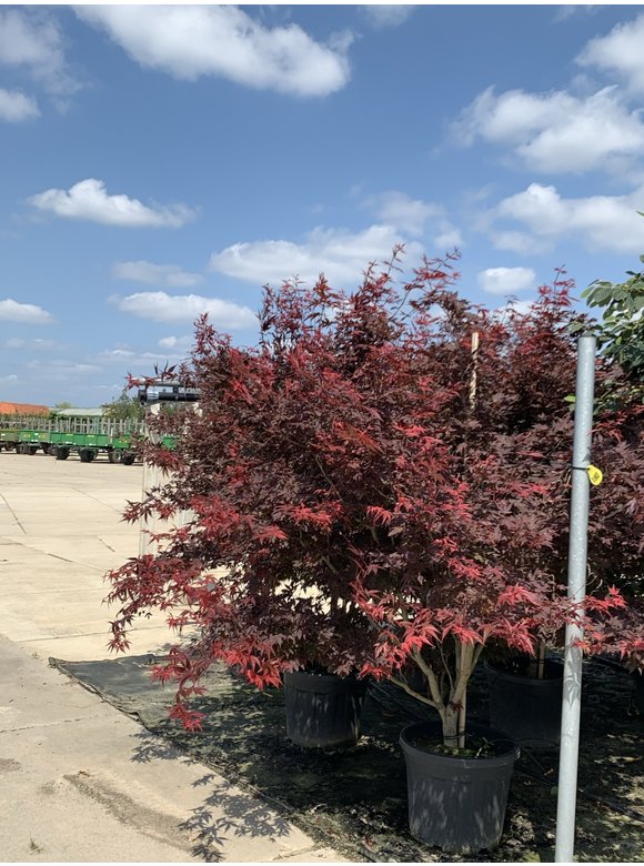 Roter Fächer-Ahorn - Mehrstämmig | Acer palmatum 'Atropurpureum' Roter Fächer-Ahorn - Mehrstämmig | Acer palmatum 'Atropurpureum'