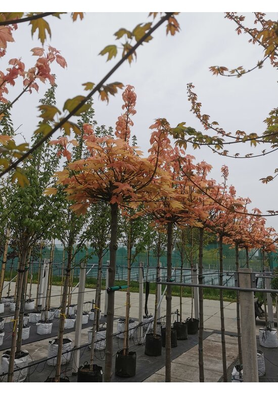 Kugel Berg-Ahorn 'Brilliantissimum' | Acer pseudoplatanus 'Brilliantissimum'