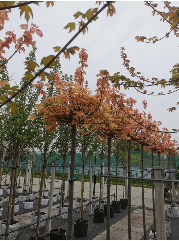 Kugel Berg-Ahorn 'Brilliantissimum' | Acer pseudoplatanus 'Brilliantissimum' Kugel Berg-Ahorn 'Brilliantissimum' | Acer pseudoplatanus 'Brilliantissimum'