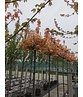 Kugel Berg-Ahorn 'Brilliantissimum' | Acer pseudoplatanus 'Brilliantissimum'
